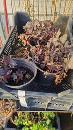 3 heuchera palace purple C2, Ophalen of Verzenden, Overige soorten, Volle zon