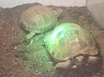 Schildpadden plus terrarium TEKOOP!!!, Dieren en Toebehoren, Ophalen