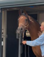 Arabische volbloeds/ Arabier, Merrie, Minder dan 160 cm, Gechipt, Niet van toepassing