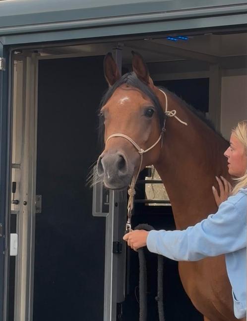 Arabische volbloeds/ Arabier, Dieren en Toebehoren, Paarden, Merrie, Niet van toepassing, Minder dan 160 cm, 3 tot 6 jaar, Recreatiepaard