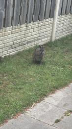 Gezocht  parmawallaby wallaby, Januari, Vrouwelijk
