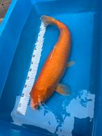 karashigoi 70+ koi, Dieren en Toebehoren, Vissen | Vijvervissen, Karper of Koi