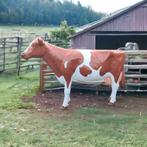 Holstein Friesian koe beeld polyester, koeien kunststof, Nieuw, Kunststof, Ophalen of Verzenden, Dierenbeeld