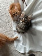 Maine coon  kittens te koop ( kater is de rode ), Dieren en Toebehoren, Katten en Kittens | Raskatten | Langhaar, Kater, Met stamboom