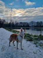 Border Collie  Australische herder, Rabiës (hondsdolheid), Overige rassen, 1 tot 2 jaar, Teef
