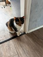 Aangeboden een  lieve poes ., Dieren en Toebehoren, Katten en Kittens | Overige Katten, Poes, Kortharig, 3 tot 5 jaar