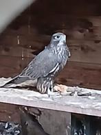 Gierxsaker tarsel april 2025, Dieren en Toebehoren, Vogels | Overige Vogels, Mannelijk, Roofvogel, Geringd