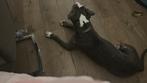 Xena pitbull x american bully, Dieren en Toebehoren, 1 tot 2 jaar, American Staffordshire Terriër, Teef, Eén hond
