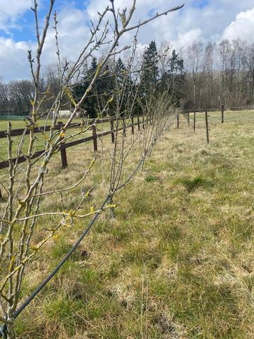 +/- 30 conference perenbomen beschikbaar voor biedingen