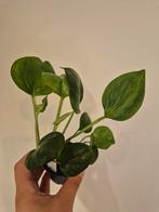 Global Green Plantje - Klein, Ophalen, Overige soorten, Halfschaduw, In pot