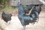 BROEDEIEREN AYAM CEMANI (MEEST GEPIGMENTEERDE KIP!), Dieren en Toebehoren, Pluimvee, Geslacht onbekend, Kip