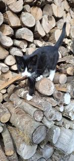 Kittens, Kater, 0 tot 2 jaar
