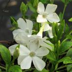 Vinca Minor 'Alba' (Wit)  Maagdenpalm - Bodembedekker, Ophalen of Verzenden, Zomer, Bodembedekkers, Volle zon