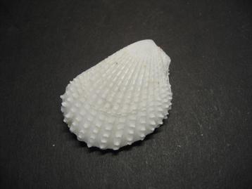 Schelpen: Lima lima  Linnaeus, 1758.  F+++/Gem. beschikbaar voor biedingen