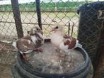Jonge kleurpostduiven, Dieren en Toebehoren, Vogels | Duiven, Meerdere dieren, Postduif