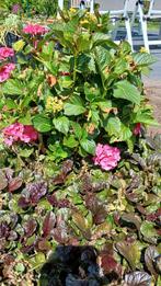 Hortensia, Tuin en Terras, Planten | Tuinplanten, Ophalen, Zomer, Overige soorten, Halfschaduw