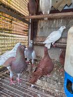 Te koop kleurpostduiven en postduiven, Dieren en Toebehoren, Vogels | Duiven