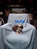 Te koop mooie kleinblijvende speelse boomer pups, Dieren en Toebehoren, Parvo, Overige rassen, 8 tot 15 weken, Meerdere