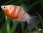 Platy coral Zebra - Koidream Valburg, Vis, Zoetwatervis