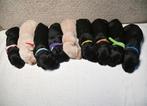 Huiskamer nest labradoodle pups, Dieren en Toebehoren, Honden | Retrievers, Spaniëls en Waterhonden, Rabiës (hondsdolheid), Overige rassen