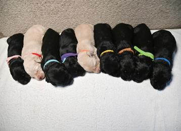 Huiskamer nest labradoodle pups beschikbaar voor biedingen