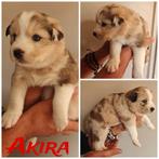 Unieke Borsky Pups Te Koop – Husky x Border Collie, Overige rassen, CDV (hondenziekte), 8 tot 15 weken, Meerdere