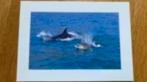 Ansichtkaart dolfijnen, Ophalen of Verzenden, Ongelopen, Waterdier