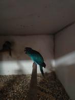 Kakariki, Meerdere dieren, Parkiet, Geringd