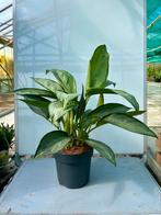 Aglaonema Silverado P17, Huis en Inrichting, Ophalen of Verzenden, Overige soorten, Minder dan 100 cm