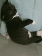Liefdevol thuis gezocht, Dieren en Toebehoren, Katten en Kittens | Overige Katten, Meerdere dieren, Kortharig, 0 tot 2 jaar