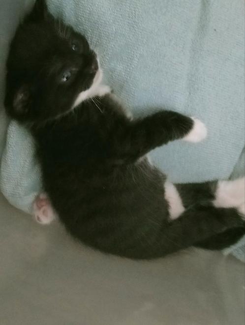 Liefdevol thuis gezocht, Dieren en Toebehoren, Katten en Kittens | Overige Katten, Kortharig, Meerdere dieren, 0 tot 2 jaar