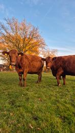 2 Red Angus, Dieren en Toebehoren, Runderen, Meerdere dieren