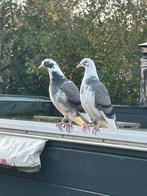 Blauwbonte postduiven, Dieren en Toebehoren, Vogels | Duiven, Meerdere dieren, Postduif