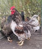 Meerdere zuivere hanen voor fok of kok slacht vlees slachten, Mannelijk, Kip