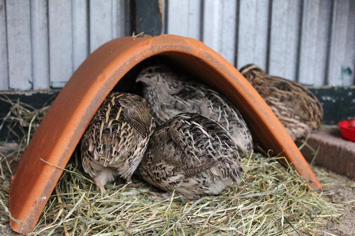 < Keramieken Kwartelhuisje Knaagdierhuisje Kwartelhok >, Dieren en Toebehoren, Vogels | Hokken en Kooien, Nieuw, Overige typen