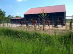 Gratis paarden/pony stalling omgeving Den Haag gezocht, Dieren en Toebehoren, Stalling en Weidegang, Weidegang, 4 paarden of pony's of meer