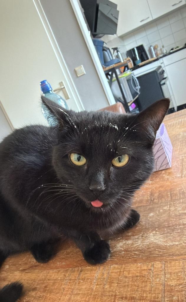 Gouden mandje gezocht voor onze lieve poes Nala, Dieren en Toebehoren, Katten en Kittens | Overige Katten, Poes, Kortharig, 0 tot 2 jaar