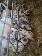 pietrain biggen, Dieren en Toebehoren, Meerdere dieren, Varken