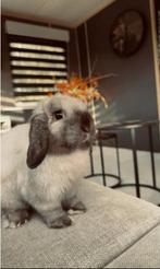 Siamees Minilop rammetje met stamboom, ter dekking!, Dieren en Toebehoren, Konijnen, Meerdere dieren, Dwerg