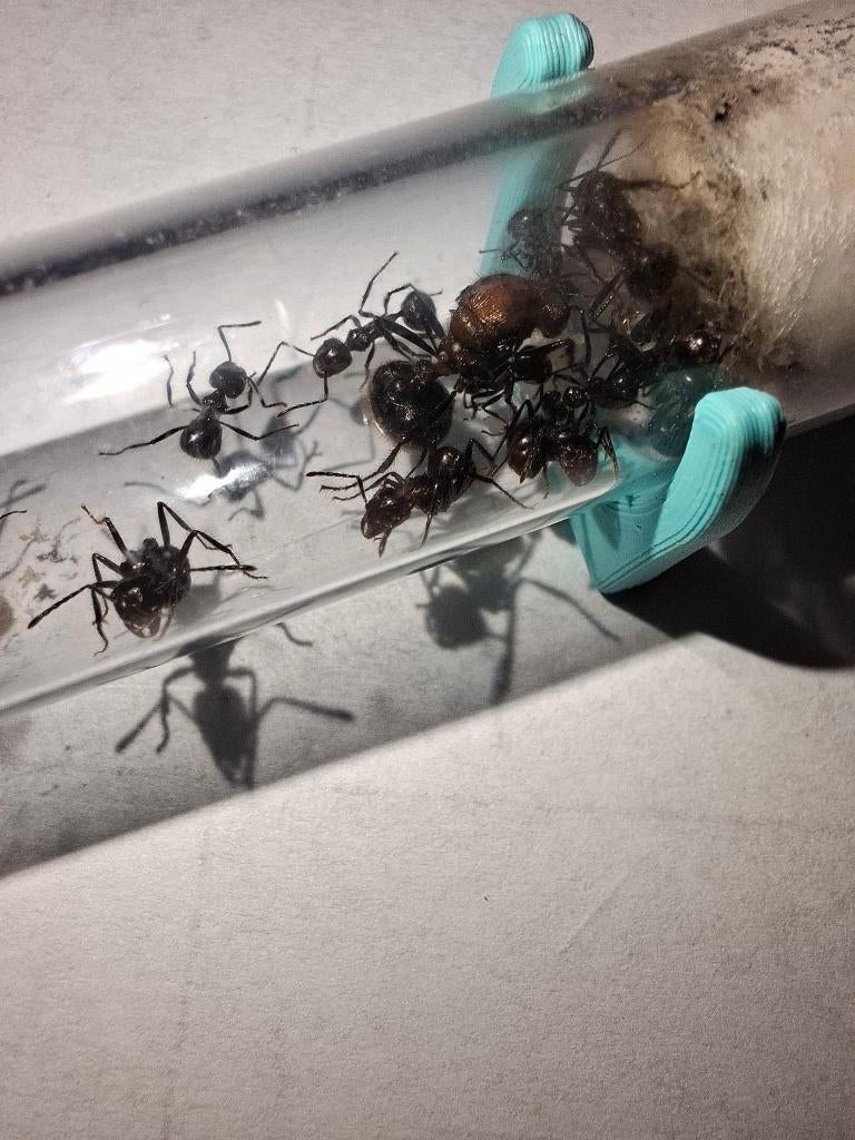 Myrmicaria Brunnea | Mier | Queen | Ants 5-10 Werksters, Dieren en Toebehoren, Insecten en Spinnen, Mieren