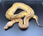 0.1 Pastel Orange Dream Jungle Woma Clown ball python regius, Dieren en Toebehoren, Slang, Tam, 0 tot 2 jaar