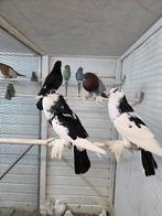 2 koppels mooie kroppers, Meerdere dieren, Overige soorten