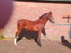 C Welsh jaarling hengst, Dieren en Toebehoren, Pony's, Hengst, Met stamboom, 0 tot 2 jaar