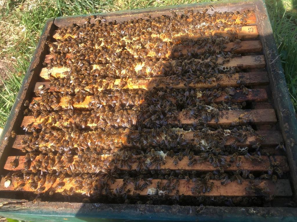 Buckfast F1 bijenvolk op 6 ramen, Bijen