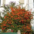 Vuurdoorn. oranje bes, Ophalen, Volle zon, Vaste plant, Klimplanten