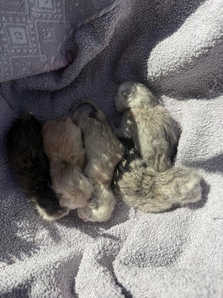 Britse korthaar te koop, 0 tot 2 jaar