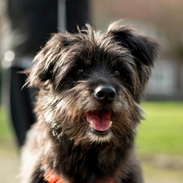 KLEIN LIEF, TEEFJE, MUTSY, VITAAL & GESCHIKT VOOR SENIOREN, Dieren en Toebehoren, Honden | Niet-rashonden, Klein, Teef, Particulier