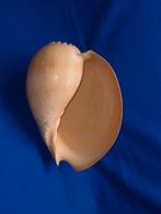 Schelpen, Melo broderipii, Ophalen of Verzenden, Schelp(en)