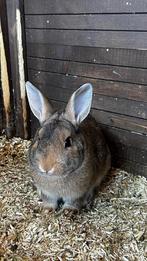 Baby konijntje, Dieren en Toebehoren, Konijnen, Mannelijk, Dwerg