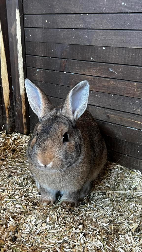 Baby konijntje, Dieren en Toebehoren, Konijnen, Dwerg, Mannelijk